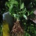 沉香树苗沉香芽苗奇楠苗基地供量大从优易成活欢迎联系