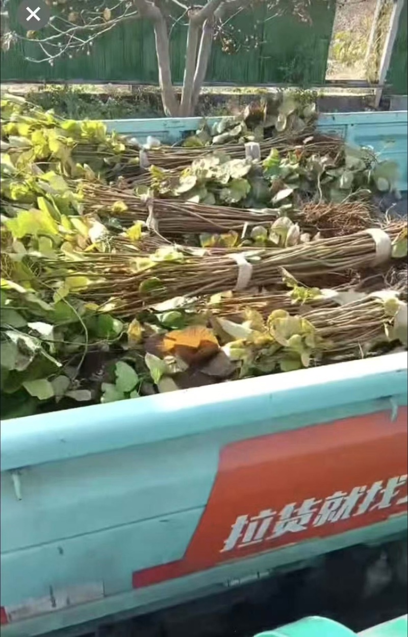 黄栌大量供应支持视频和实地看货提供技术欢迎咨询