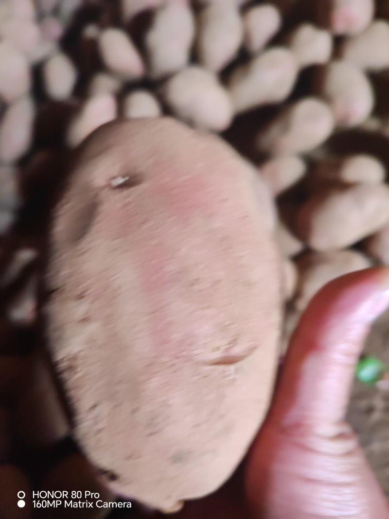 精品甘肃青薯九号土豆，产地直发，质量保证，价格合理，欢迎
