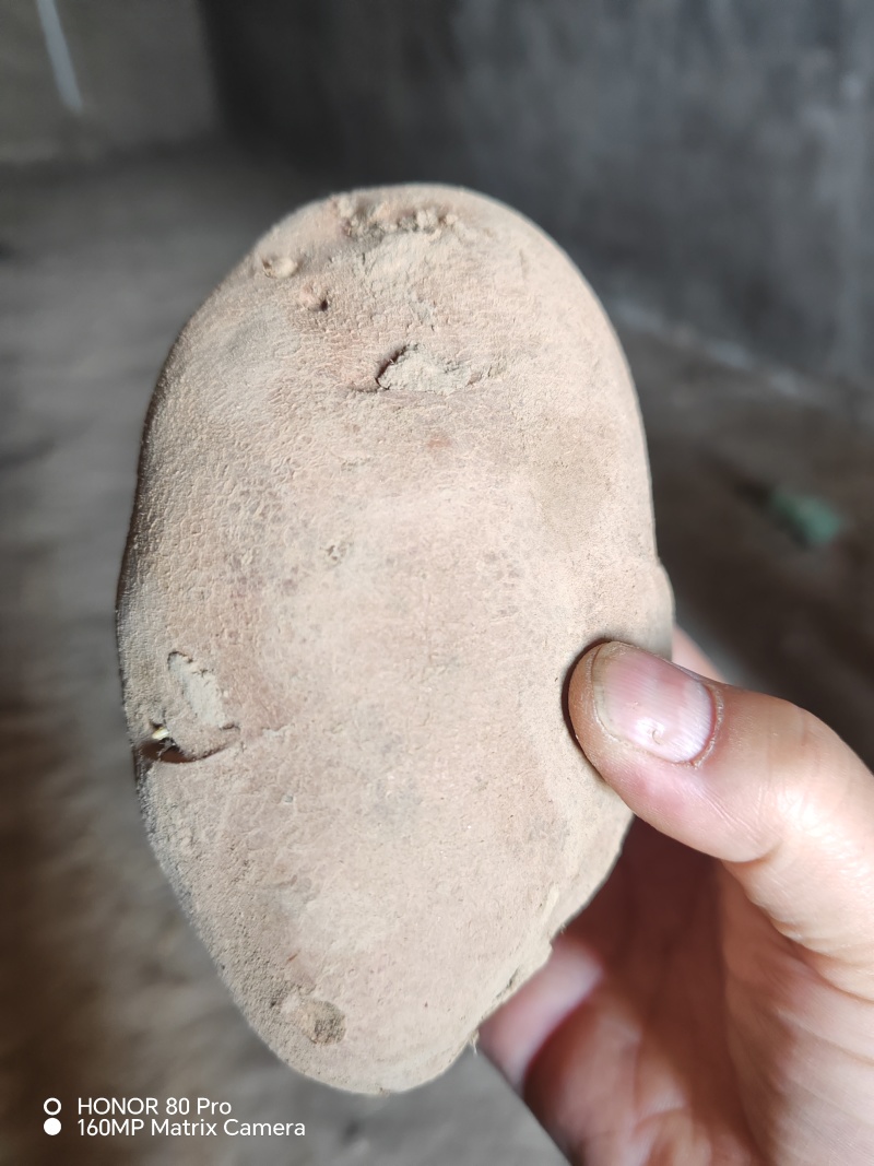 精品甘肃青薯九号土豆，产地直发，质量保证，价格合理，欢迎