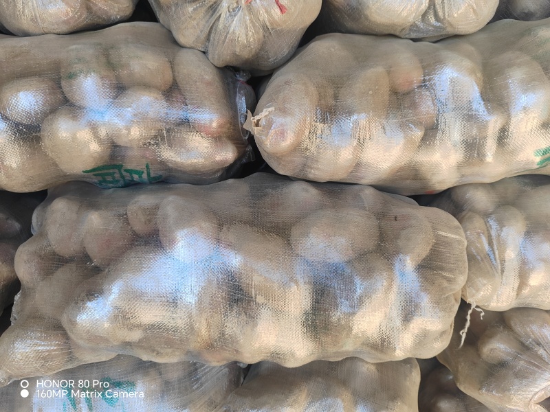 精品甘肃青薯九号土豆，产地直发，质量保证，价格合理，欢迎