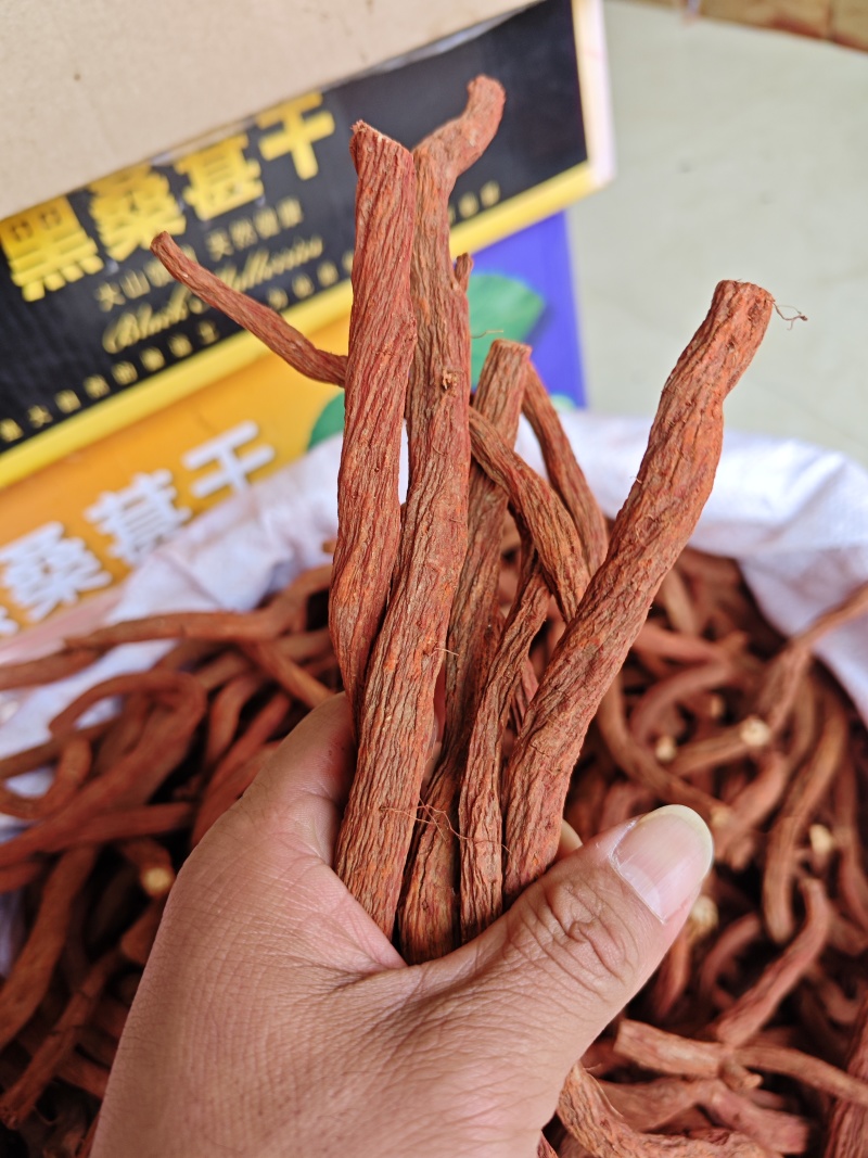 丹参