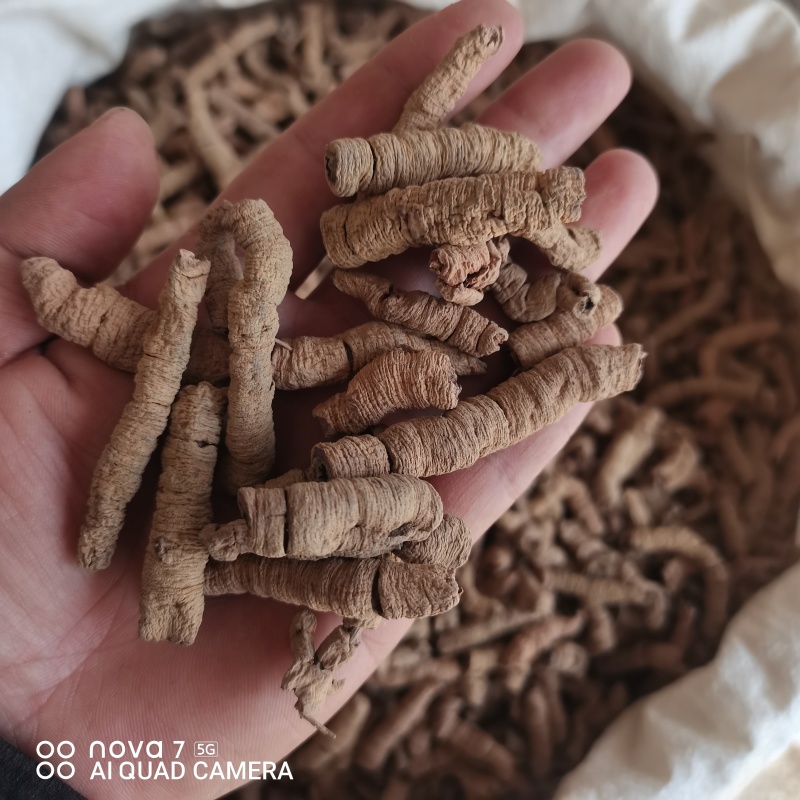 中药材巴戟天大货供应规格齐全可一件代发哦