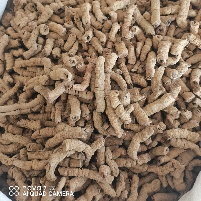 中药材巴戟天大货供应规格齐全可一件代发哦