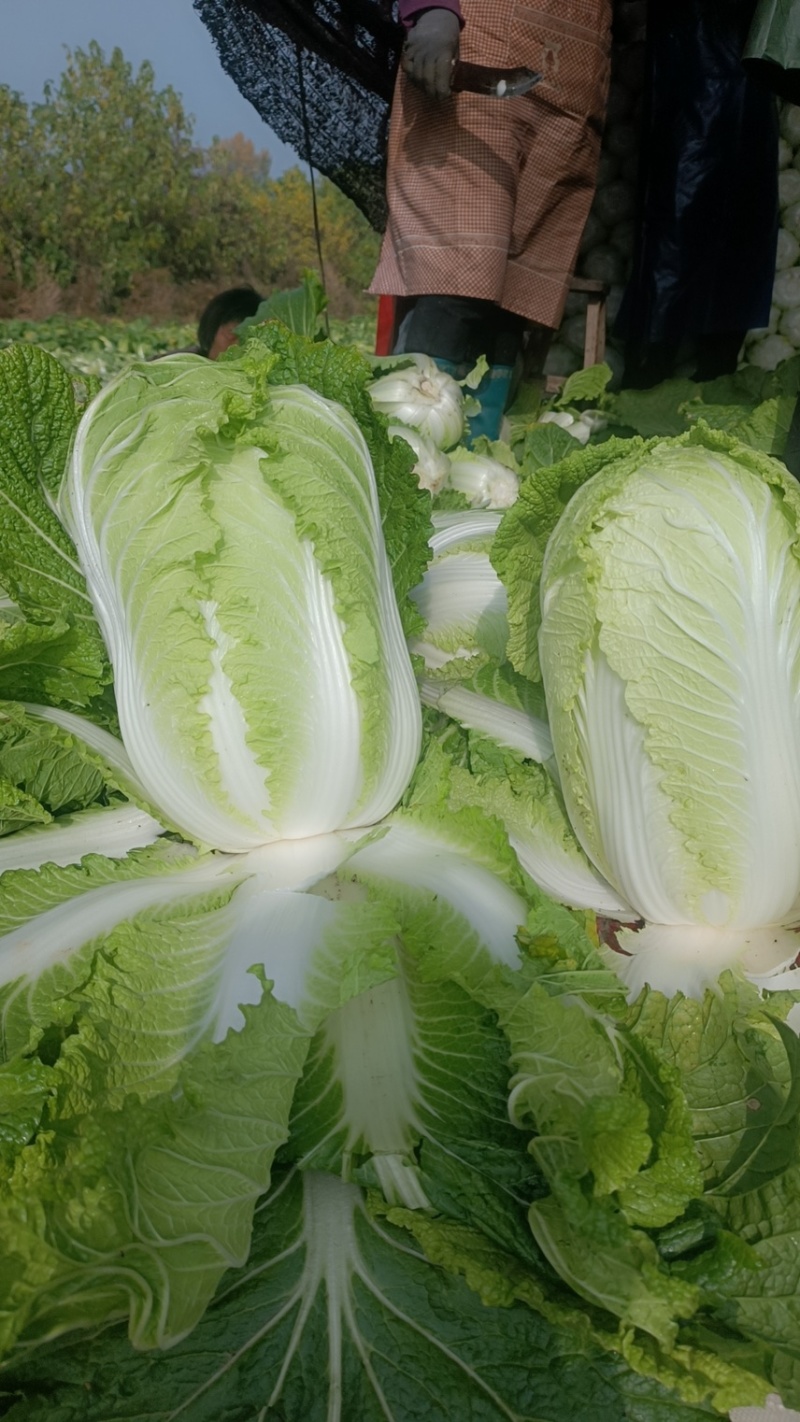 精品北京3号白菜