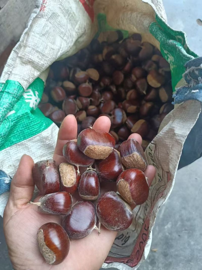 宋家早等各种优质品种板栗油栗炒锅专用批发价格优惠