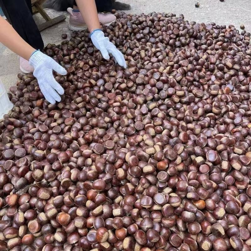 宋家早等各种优质品种板栗油栗炒锅专用批发价格优惠