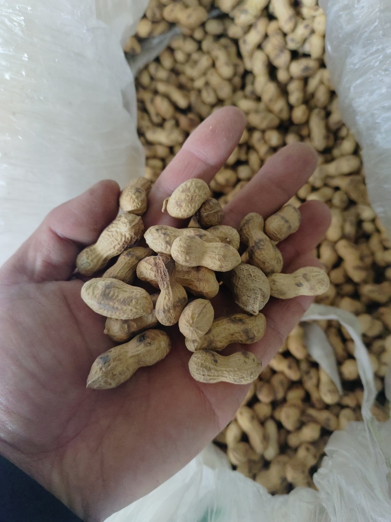 柴火炒花生原味小珍珠支持电商一件代发