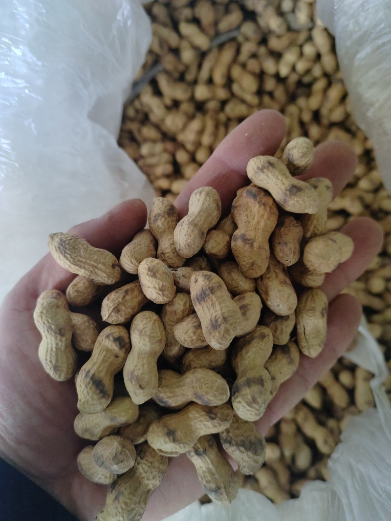 柴火炒花生原味小珍珠支持电商一件代发