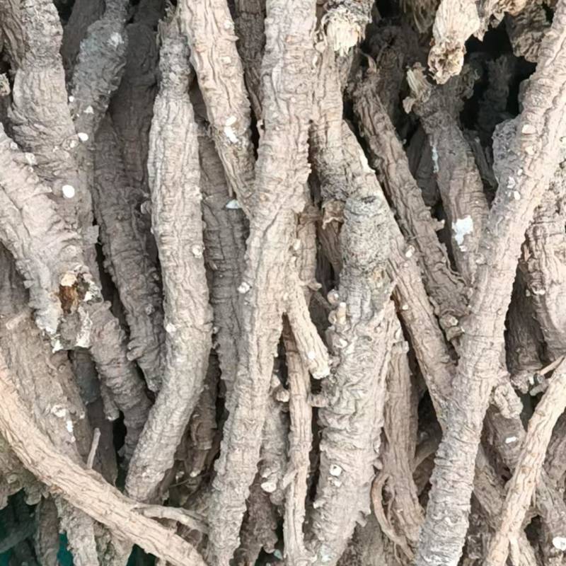 虎皮沙参精选货河北沙参各种药材批发高品质诚信