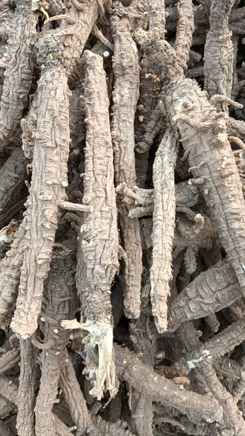 虎皮沙参精选货河北沙参各种药材批发高品质诚信