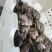 河北新鲜上市平菇价格美丽质量好对接全国量大从优欢迎询价