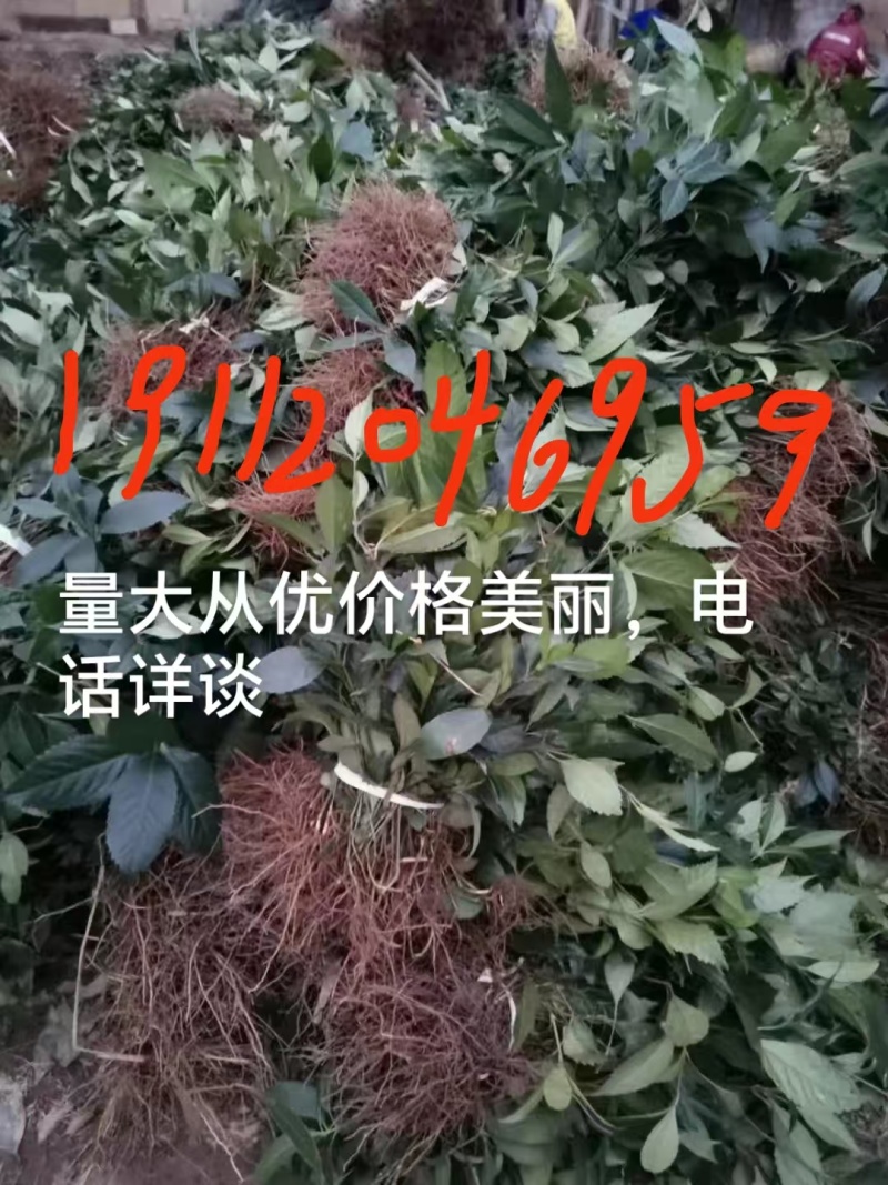 野生草珊瑚苗（存活率高）芽头多，长势猛。