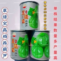 翠绿宝西葫芦种子高档无蔓圆形西葫芦种籽产量高瓜色油亮元宝