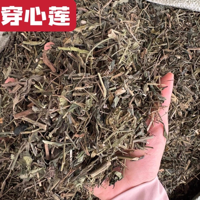 穿心莲新货野生穿心莲干净无杂质中药材批发