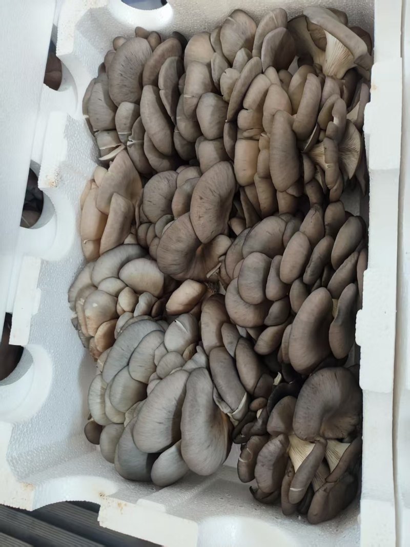 【精品鲜平菇】河北邯郸大量有货产地直发诚信经营