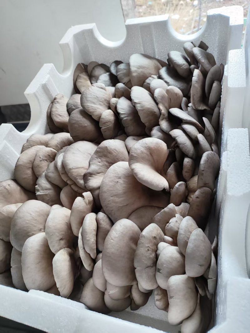 【精品鲜平菇】河北邯郸大量有货产地直发诚信经营