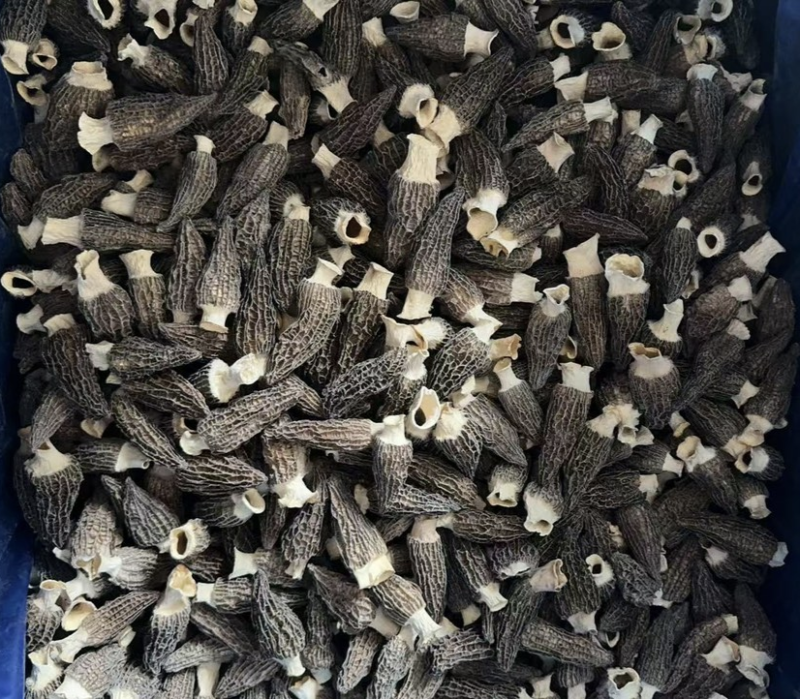 羊肚菌