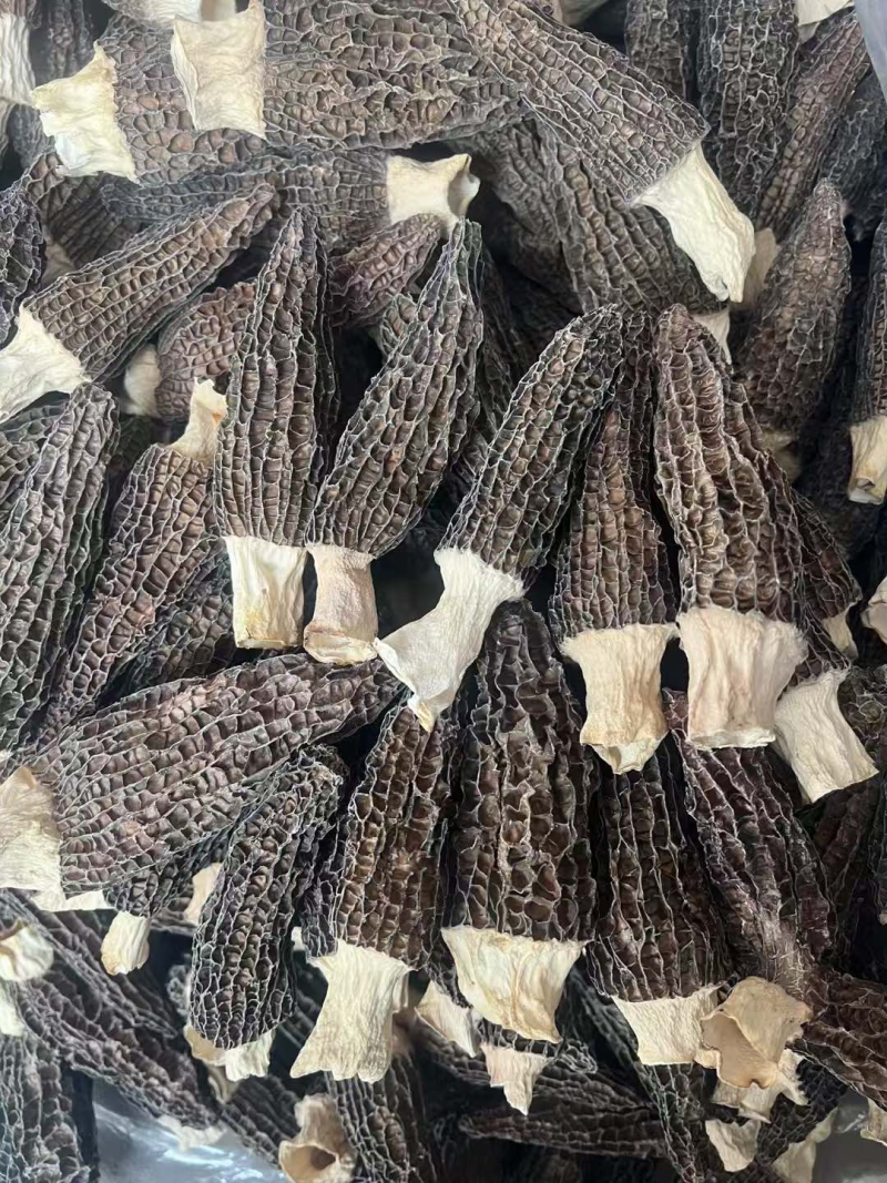 羊肚菌
