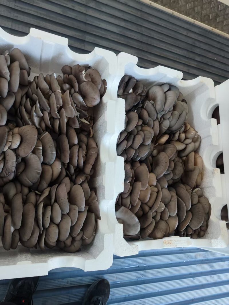 河北邯郸鲜平菇货源充足品质保证欢迎新老客户咨询