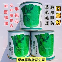 绿水晶翠绿生菜种子耐抽苔生菜半直立半包心口感好品质佳