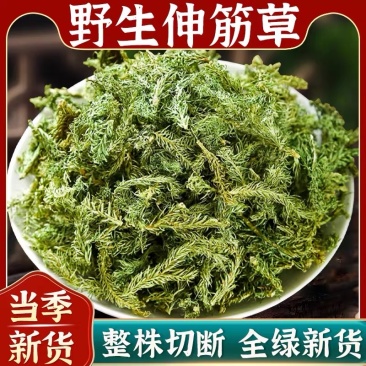 伸筋草新货筋骨草野生狮子草舒筋草中药材批发