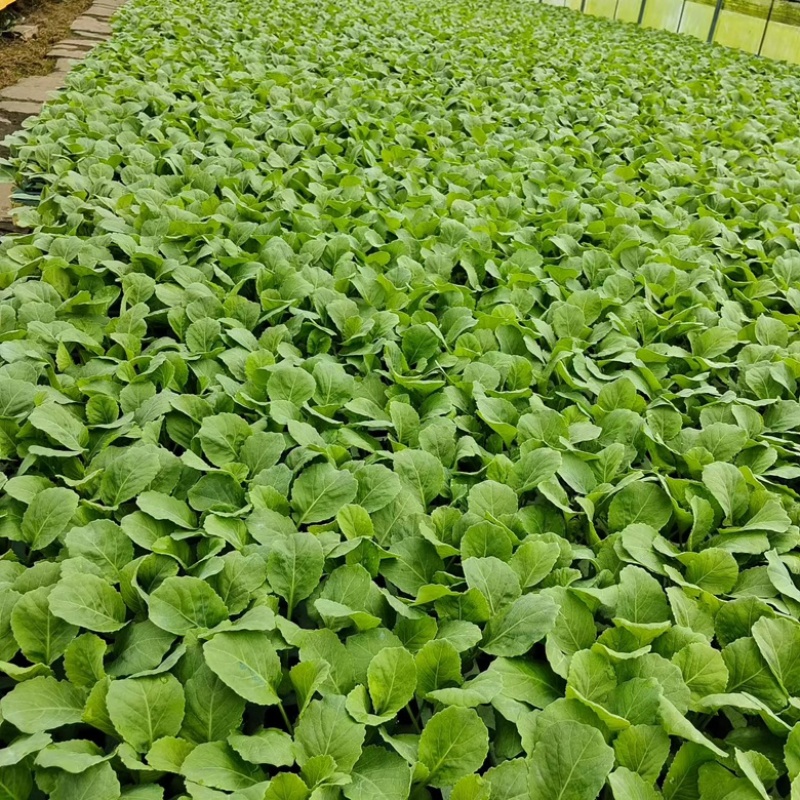 各种蔬菜苗