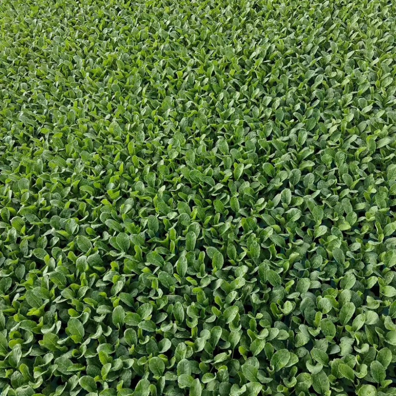 各种蔬菜苗