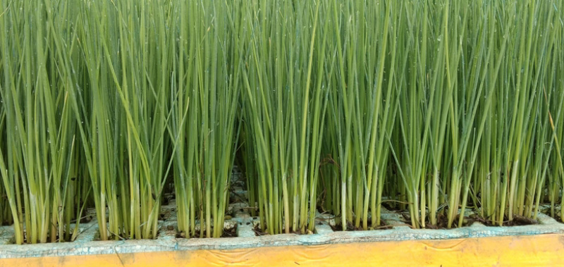 各种蔬菜苗