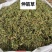 伸筋草新货筋骨草野生狮子草舒筋草中药材批发