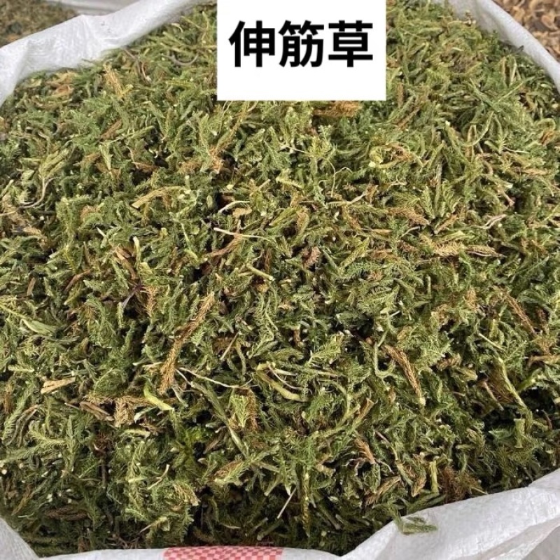 伸筋草新货筋骨草野生狮子草舒筋草中药材批发