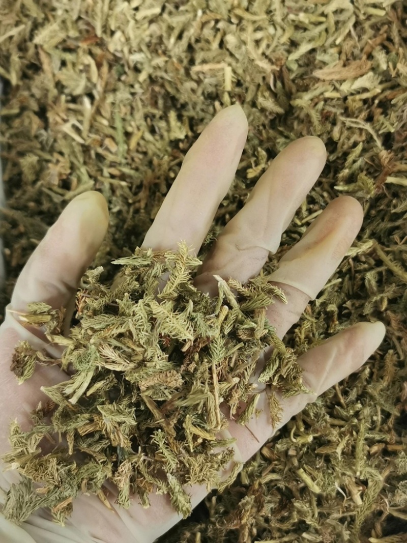 伸筋草新货筋骨草野生狮子草舒筋草中药材批发