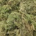 伸筋草新货筋骨草野生狮子草舒筋草中药材批发