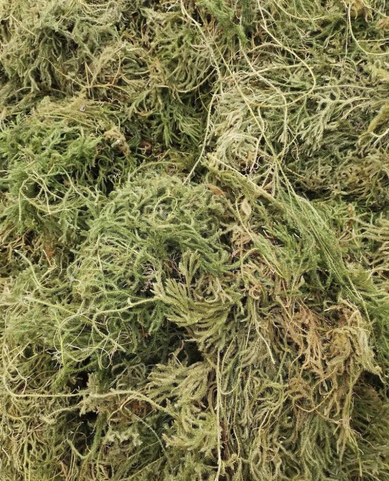 伸筋草新货筋骨草野生狮子草舒筋草中药材批发