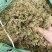 伸筋草新货筋骨草野生狮子草舒筋草中药材批发