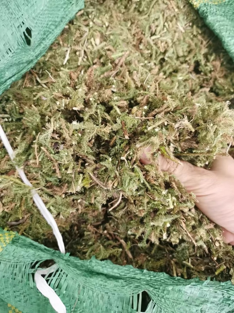 伸筋草新货筋骨草野生狮子草舒筋草中药材批发