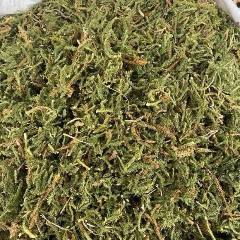 伸筋草新货筋骨草野生狮子草舒筋草中药材批发