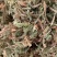伸筋草新货筋骨草野生狮子草舒筋草中药材批发