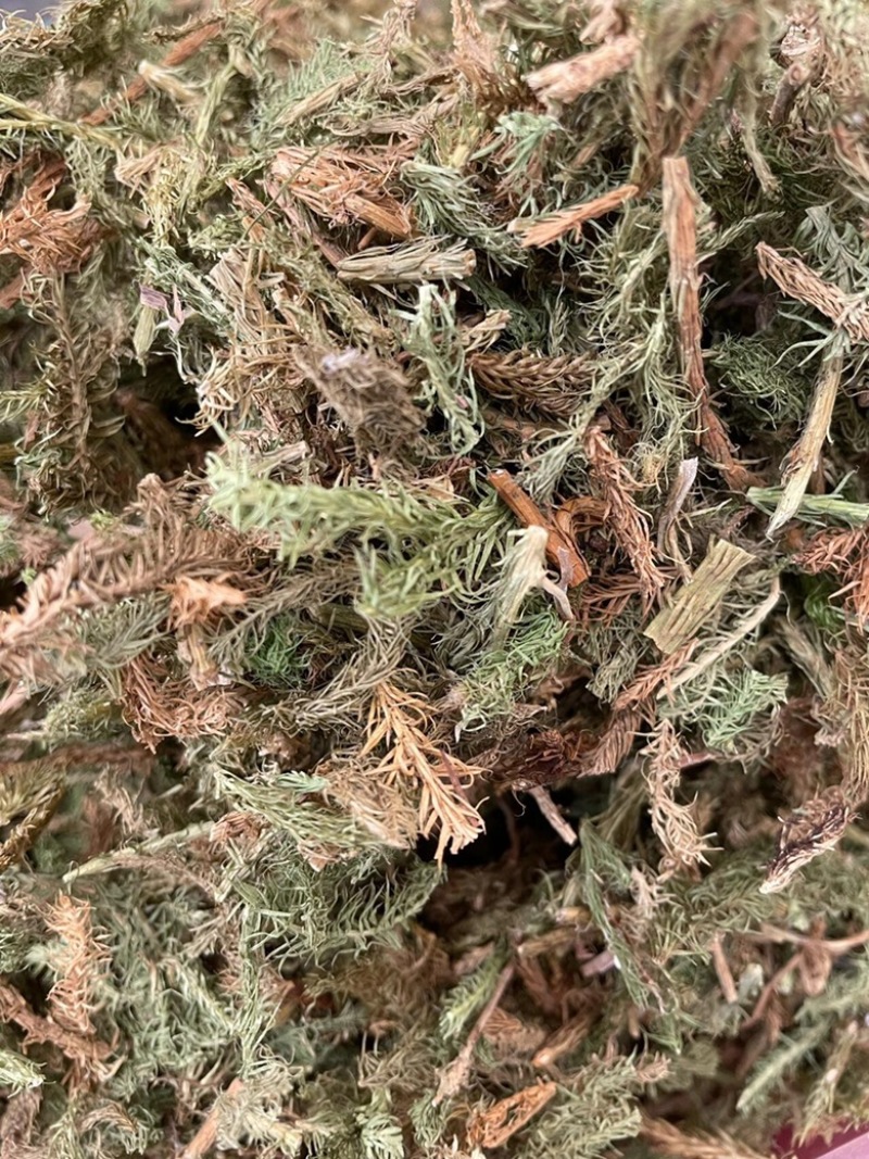 伸筋草新货筋骨草野生狮子草舒筋草中药材批发