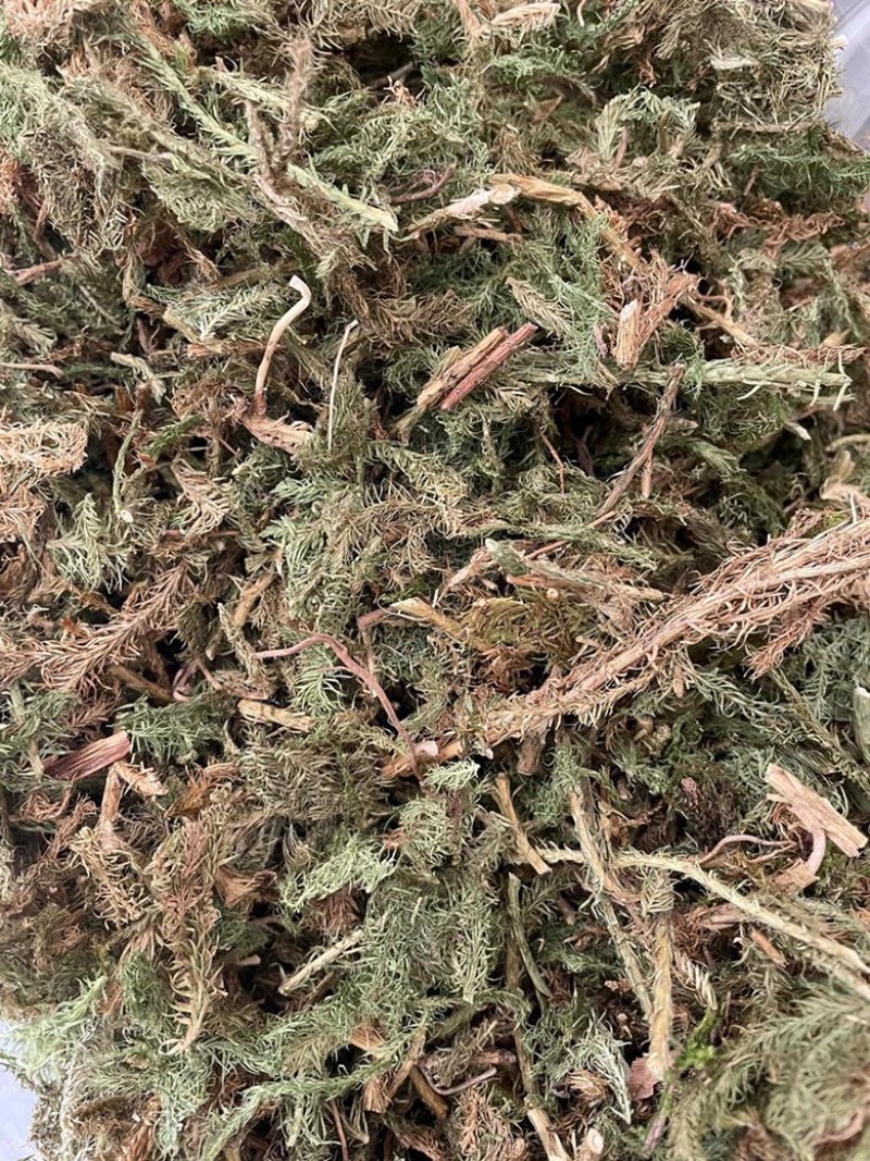 伸筋草新货筋骨草野生狮子草舒筋草中药材批发