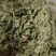 伸筋草新货筋骨草野生狮子草舒筋草中药材批发