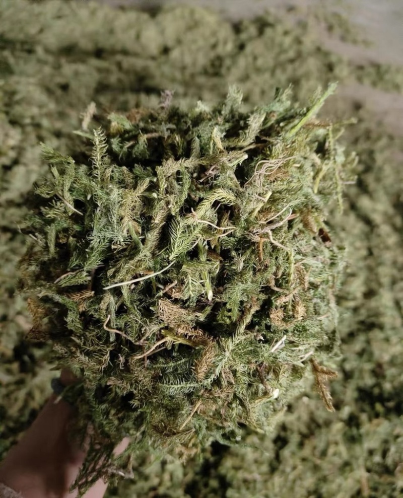 伸筋草新货筋骨草野生狮子草舒筋草中药材批发
