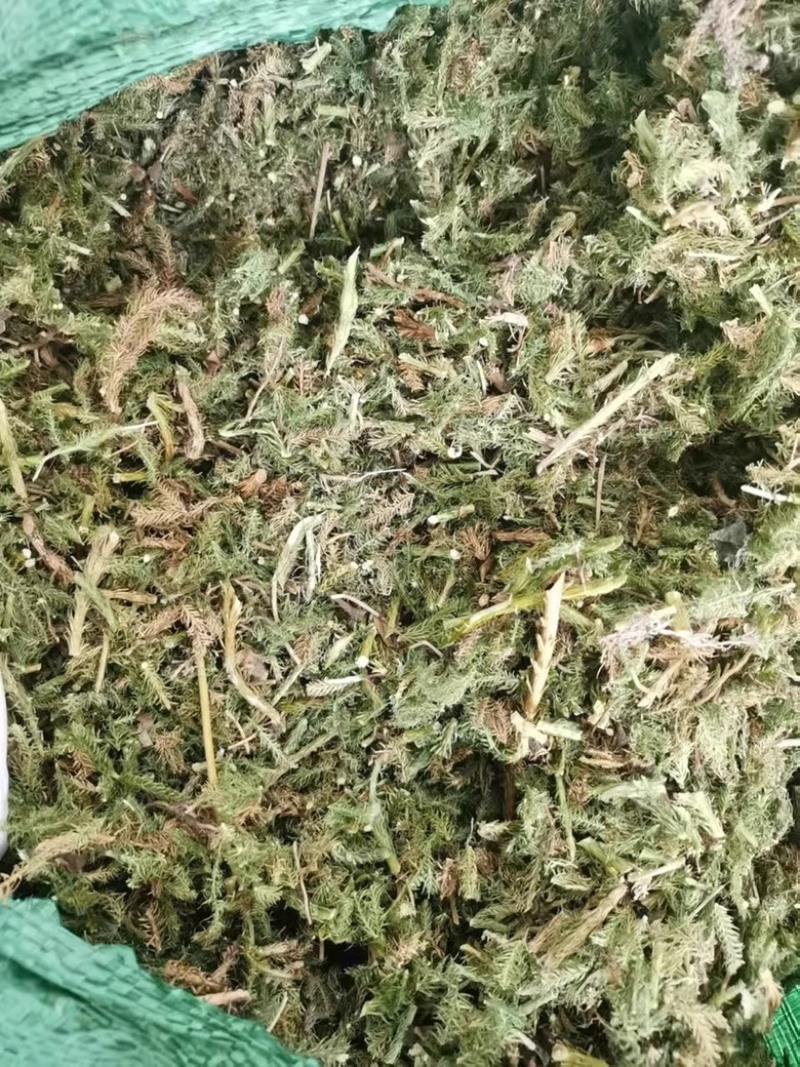 伸筋草新货筋骨草野生狮子草舒筋草中药材批发