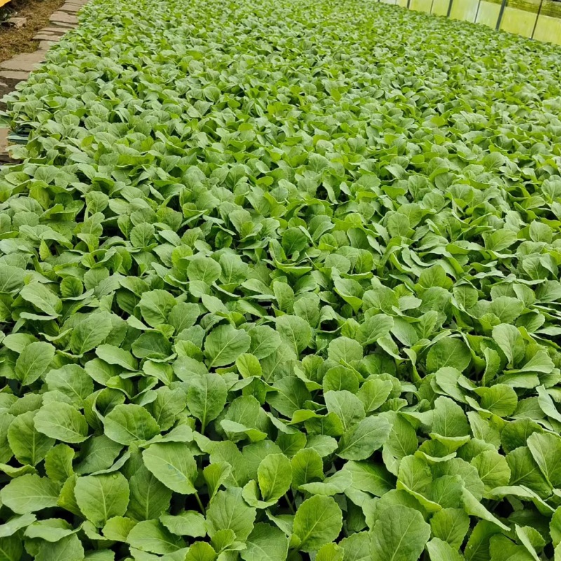 各种蔬菜苗