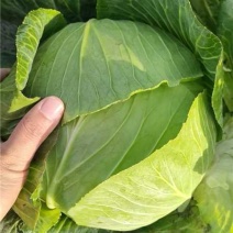 奥奇娜包菜甘蓝产地直发一手货源质量保证全国发货