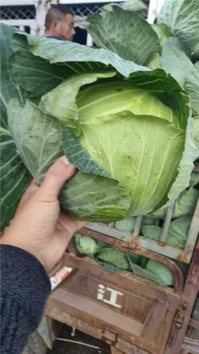 奥奇娜包菜甘蓝产地直发一手货源质量保证全国发货