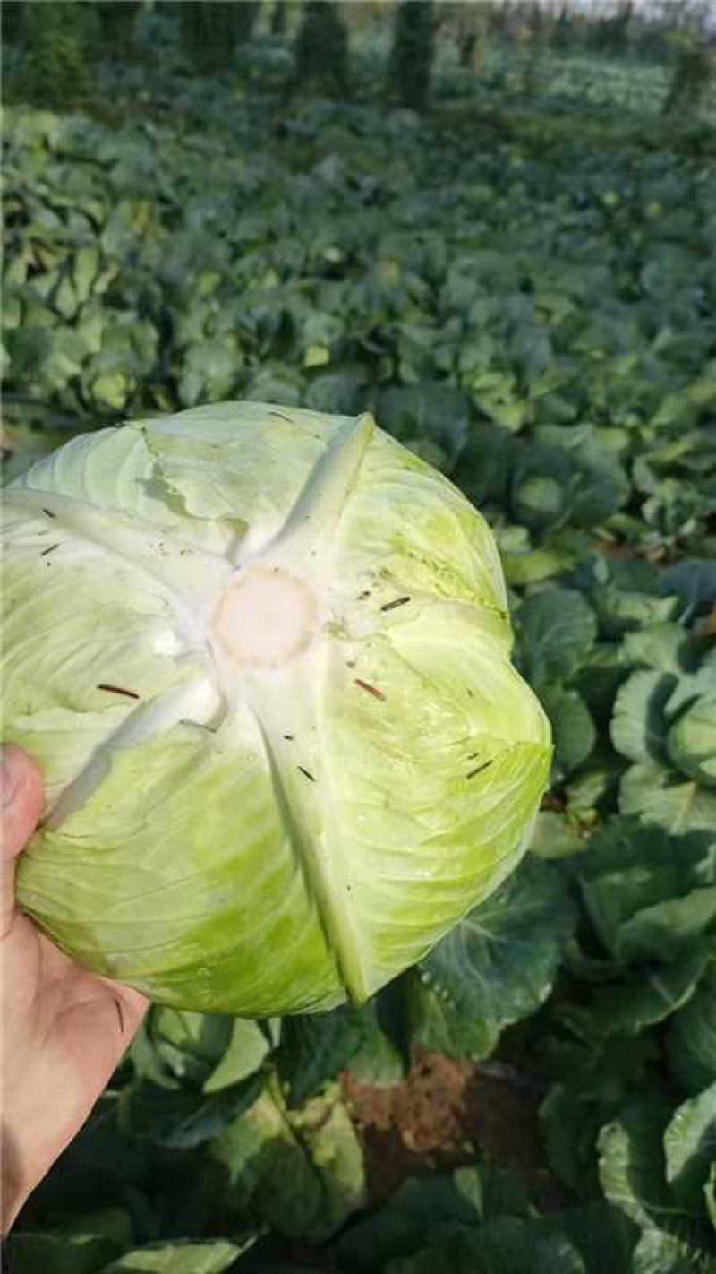 奥奇娜包菜甘蓝产地直发一手货源质量保证全国发货
