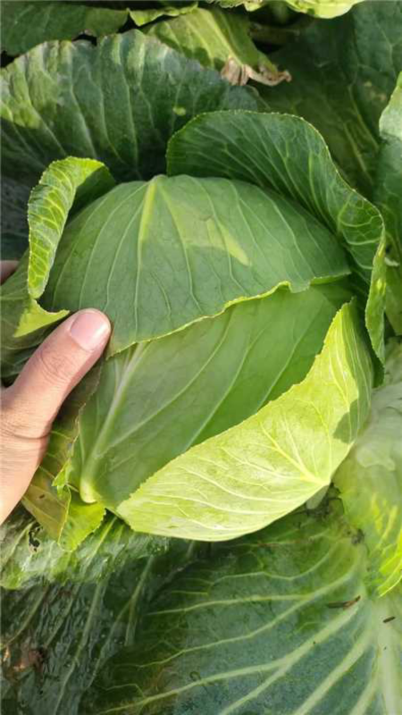 奥奇娜包菜甘蓝产地直发一手货源质量保证全国发货