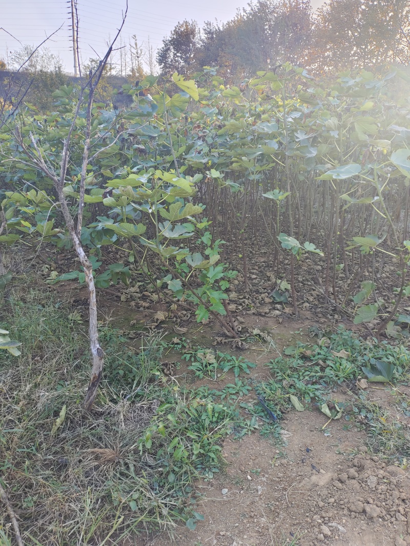 威海青皮无花果树苗
