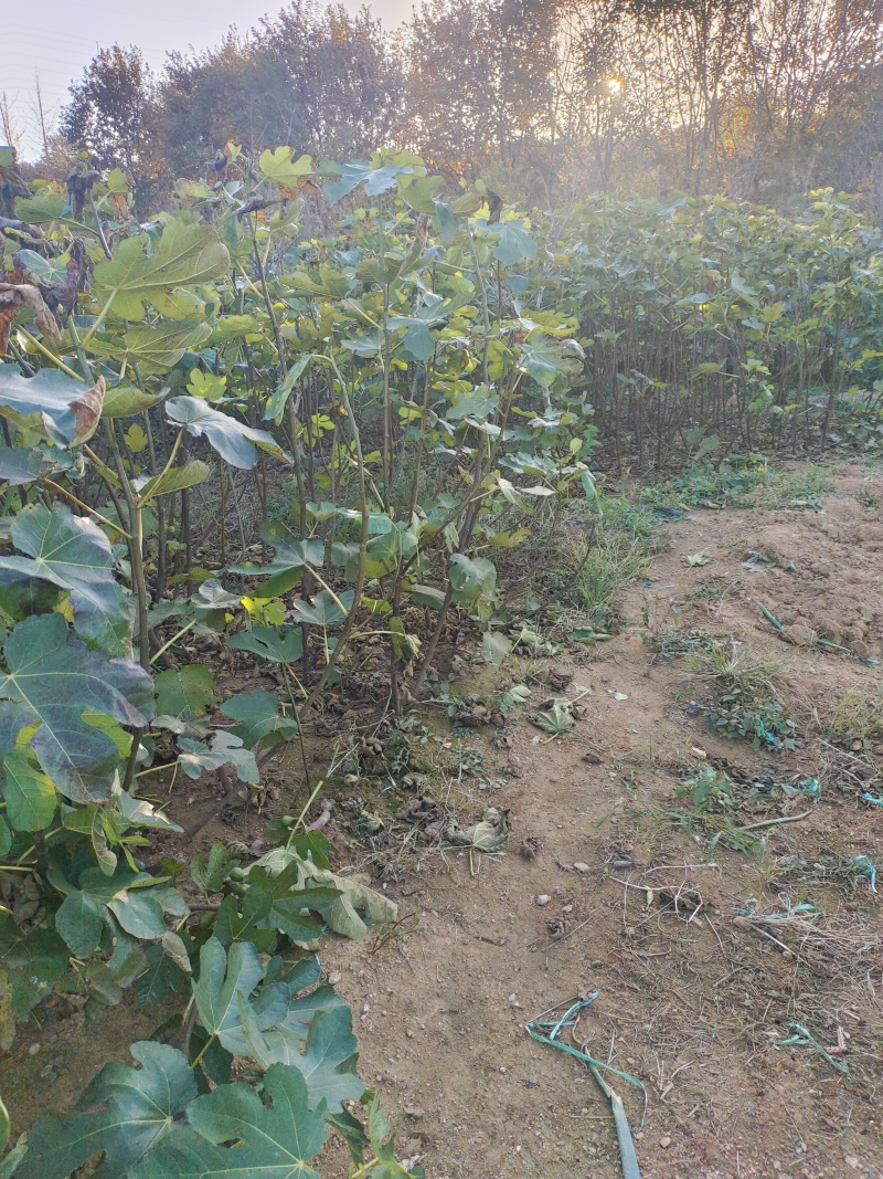 威海青皮无花果树苗